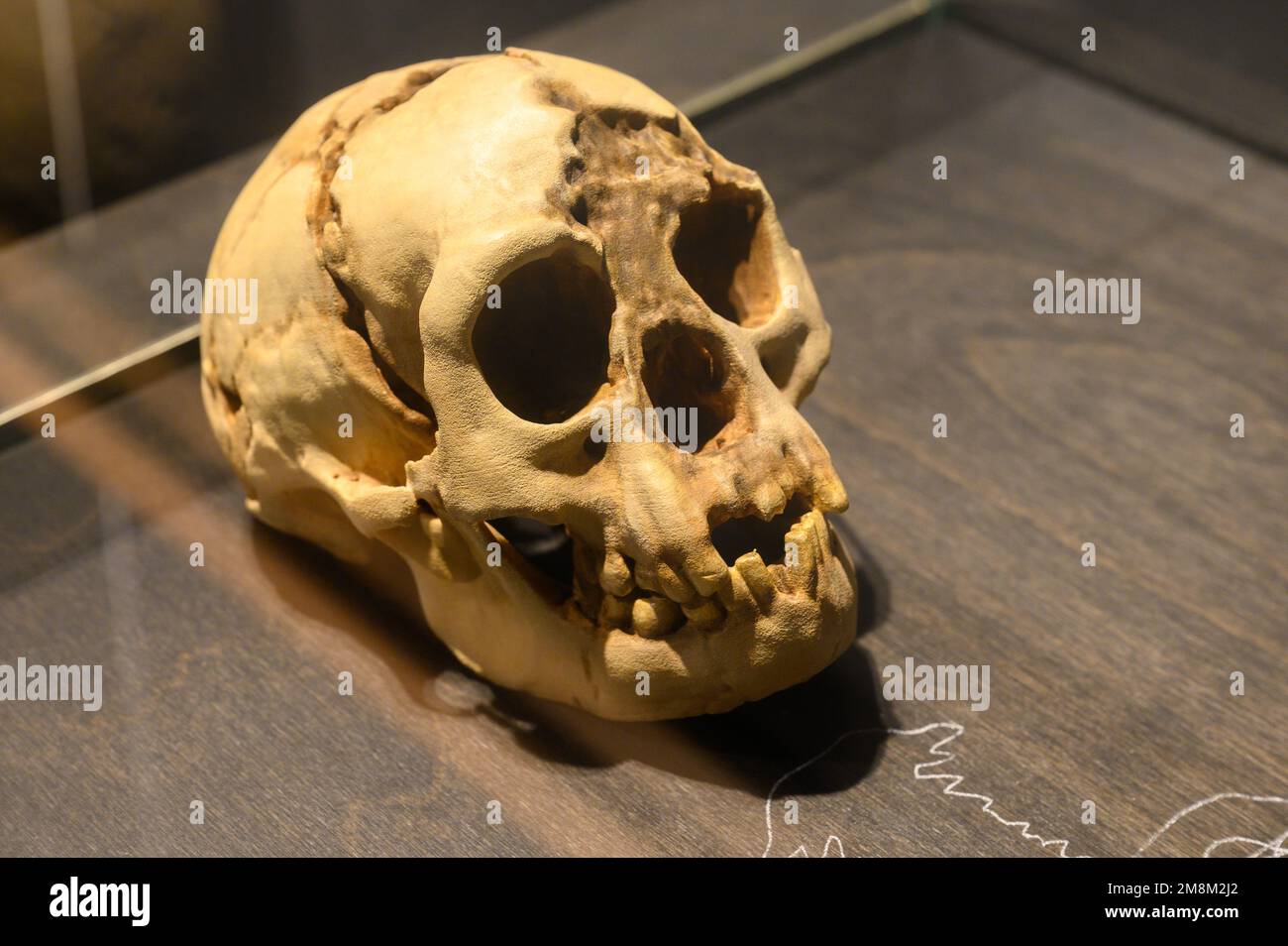 Homo floresiensis. Cranio e mandibola inferiore (calchi). Dalla grotta di Liang Bua, Flores Island, Indonesia. In mostra al Museo di Scienze naturali di Bruxelles. Foto Stock