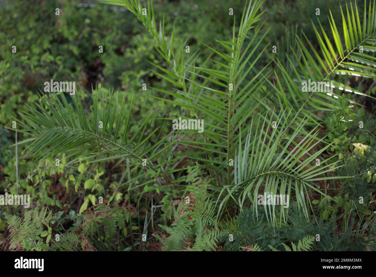 Arbusto giovane Phoenix roebelenii spargendo selvaggio. Messa a fuoco della sezione. Foto Stock