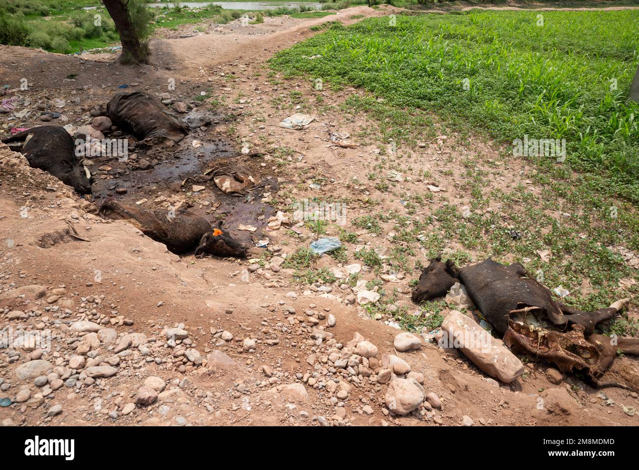 Carcassa di mucche sul ciglio della strada, Peshawar, Pakistan Foto Stock