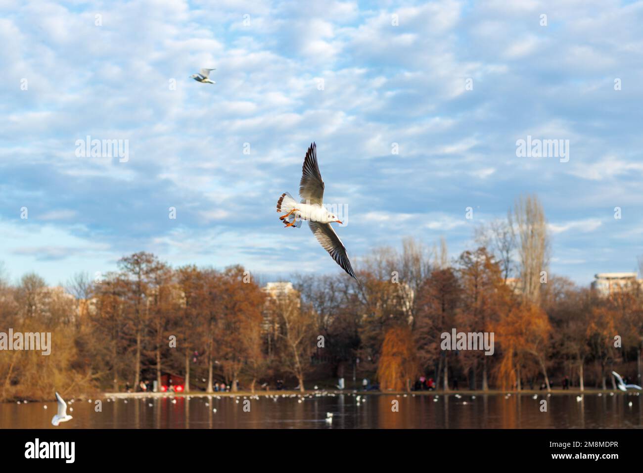 Seagull lotta per il cibo Foto Stock