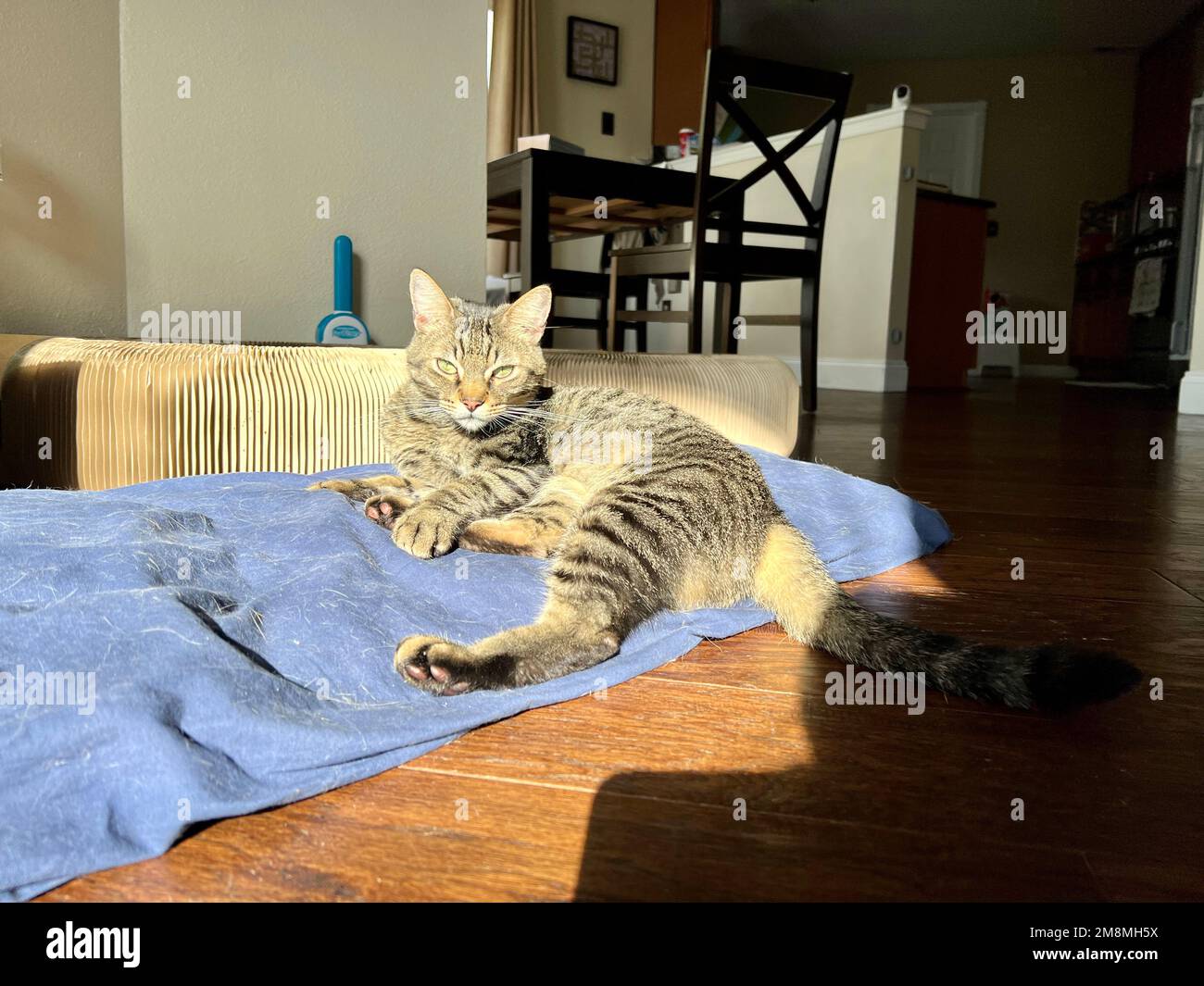 Morphy il gatto tabby prendere il sole Foto Stock