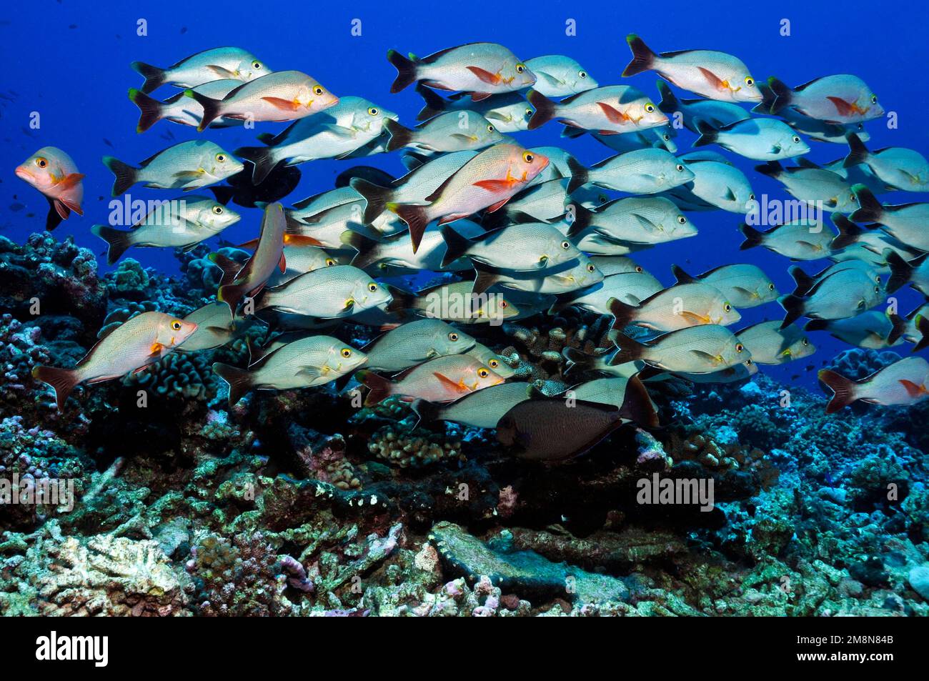 Dentice rosso (Lutjanus gibbus) sul corallo duro a Fakarava, Sud Pacifico, Polinesia francese Foto Stock