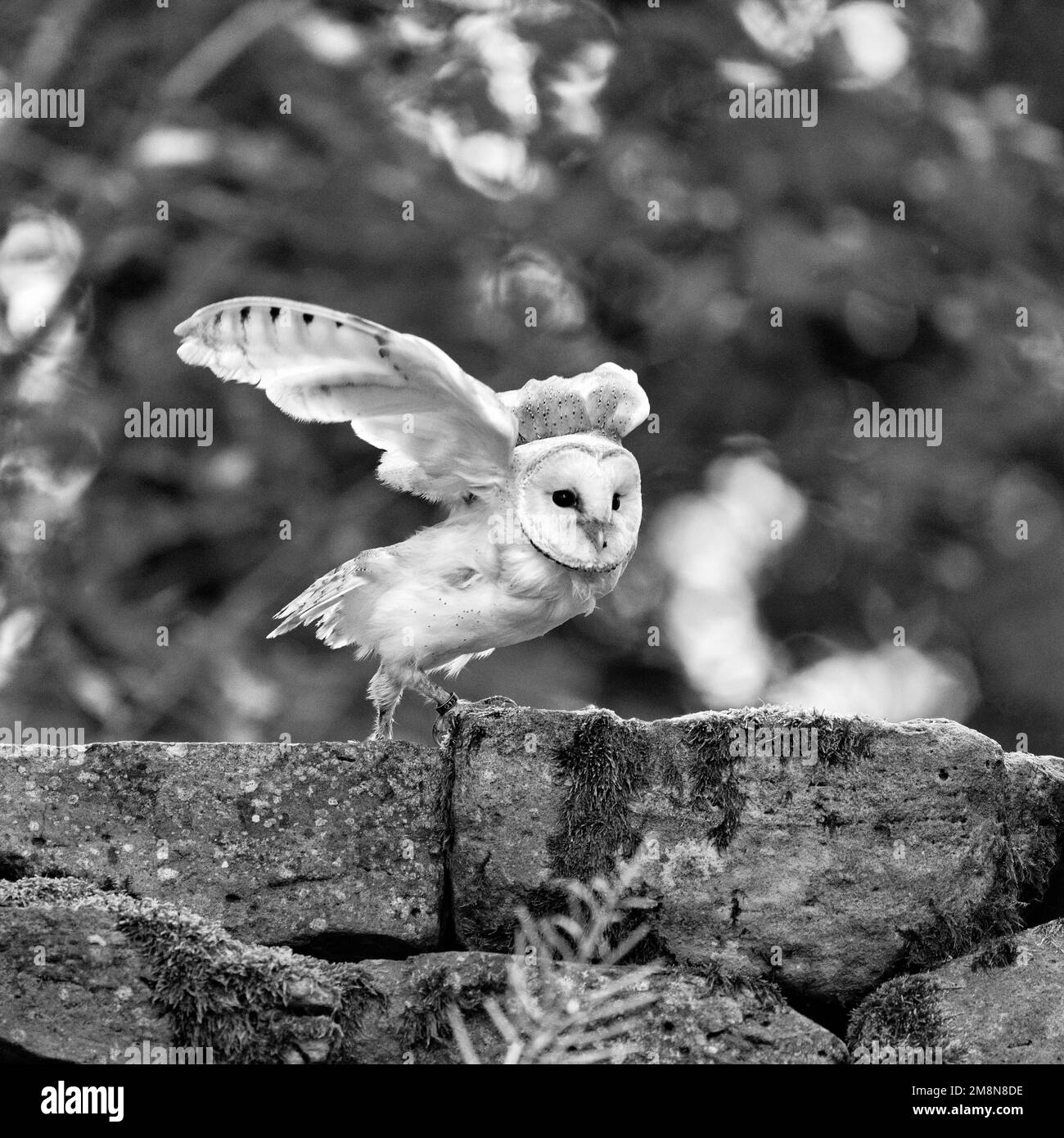 Comune gufo fienile (Tyto alba) su un muro nel parco naturale Neuhaus, ali sparse, monocromatico, Neuhaus im Solling, Solling-Vogler parco naturale Foto Stock
