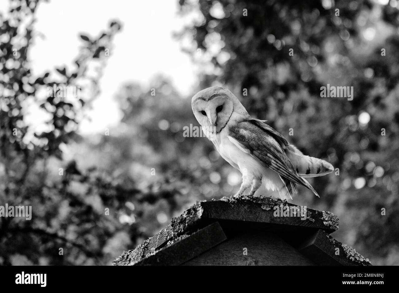 Gufo comune fienile (Tyto alba) su un tetto, tenendo un belvedere, monocromatico, Neuhaus im Solling, Solling-Vogler parco naturale, bassa Sassonia, Germania Foto Stock