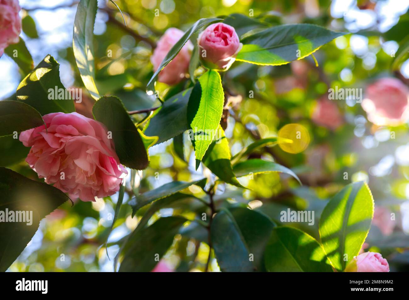 Rose rosa fioriscono in giardino in primavera. Foto Stock