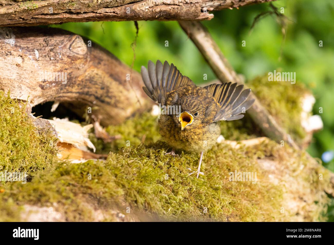 European Robin [ Erithacus rubecula ] giovane uccello che chiede cibo con le ali tese fuori da un vecchio tronco muschio coperto Foto Stock