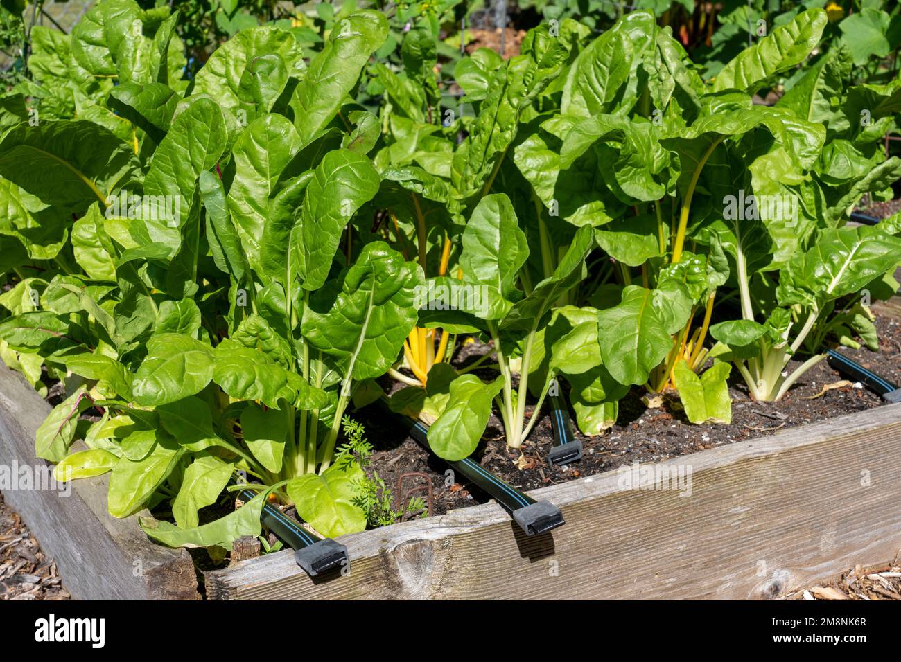 Issaquah, Washington, Stati Uniti. Bright Lights Swiss Chard piante che crescono in un giardino rialzato Foto Stock