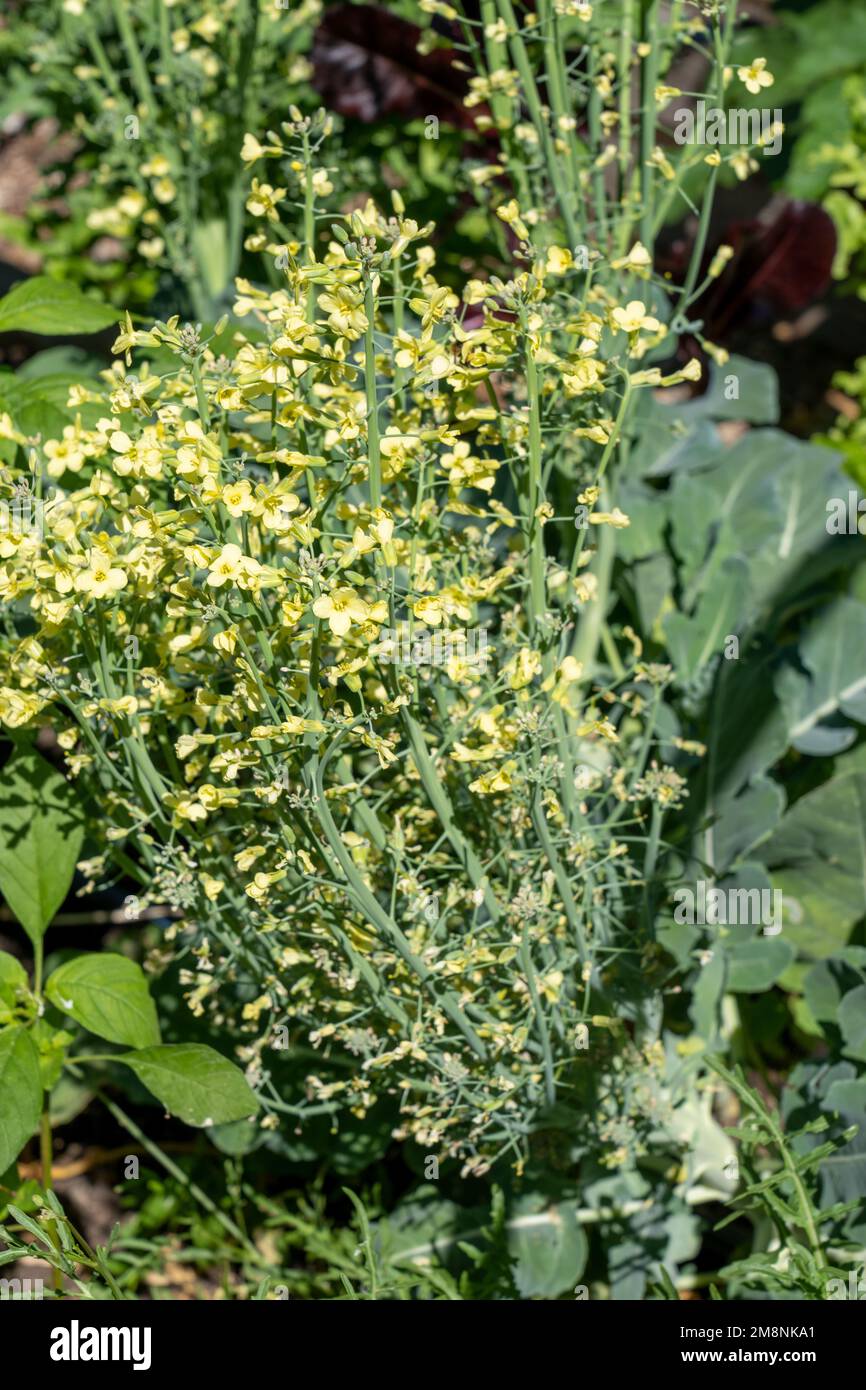 Issaquah, Washington, Stati Uniti. Pianta di broccoli andato a seme. Foto Stock