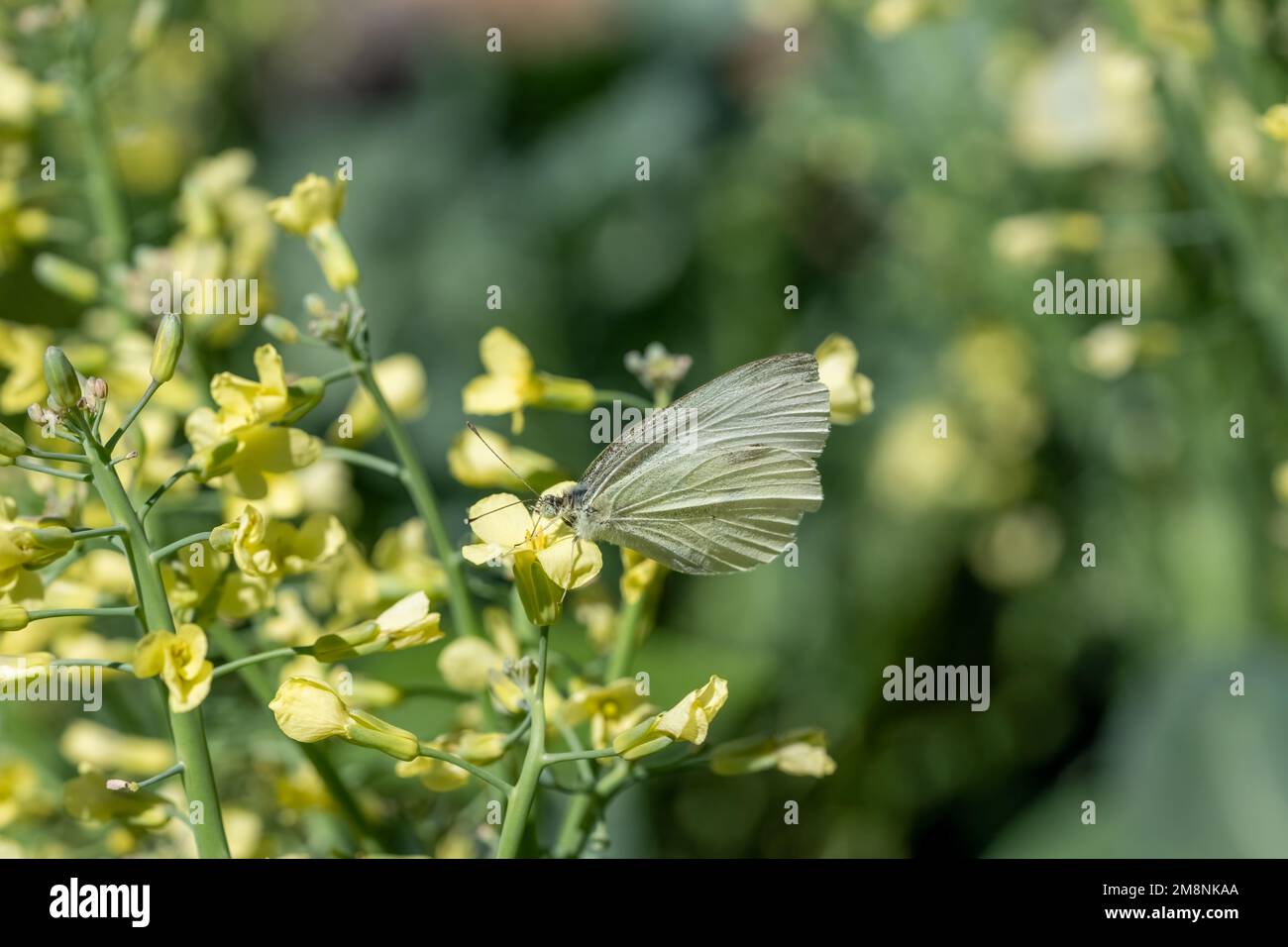 Issaquah, Washington, Stati Uniti. La pianta di broccoli è andata a seminare, con la farfalla bianca di cavolo che la impollinava. Foto Stock