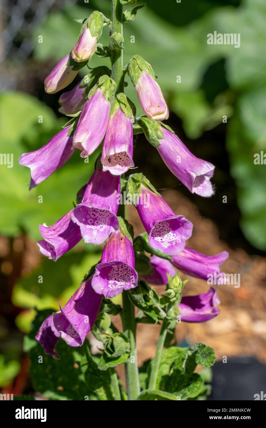 Issaquah, Washington, Stati Uniti. Guanto di volpe in fiore Foto Stock