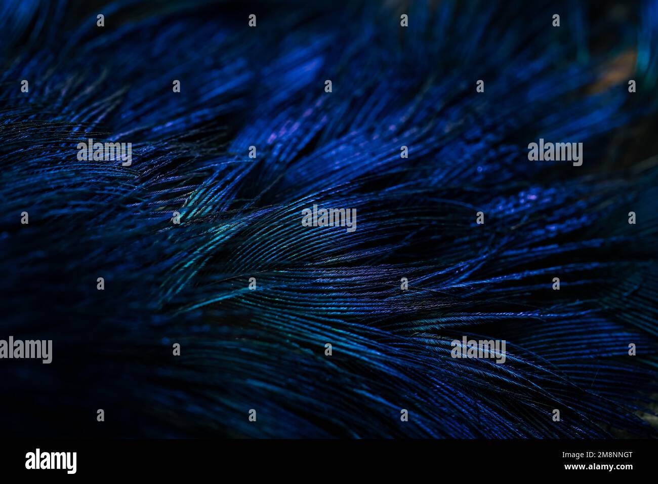 Piuma. Piume di Peacock. Primo piano di piume di arachidi. piume blu. Foto Stock