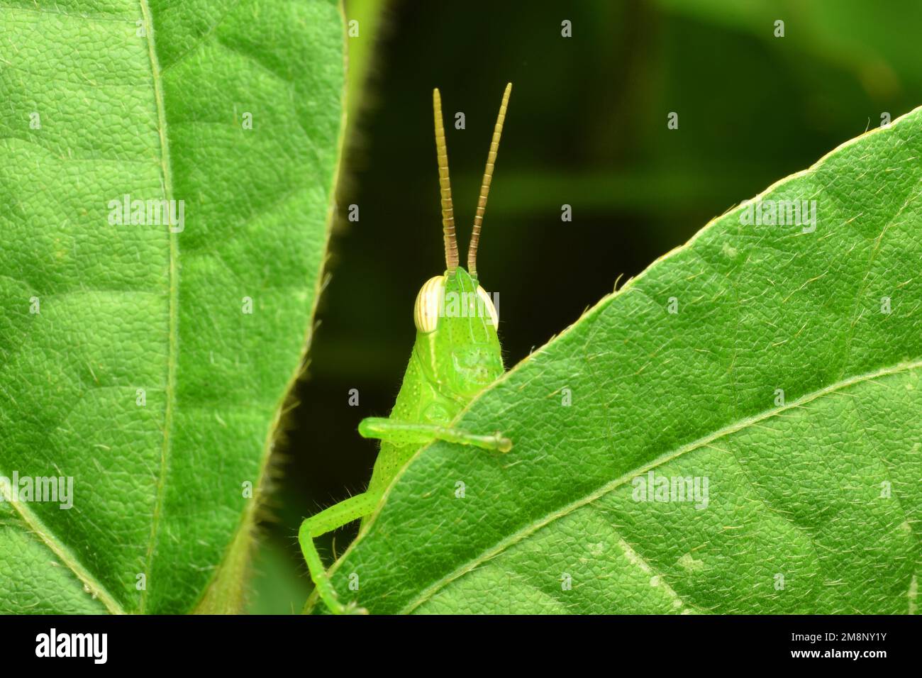 Un piccolo grasshopper che si nasconde tra le foglie verdi. Macro. Foto Stock