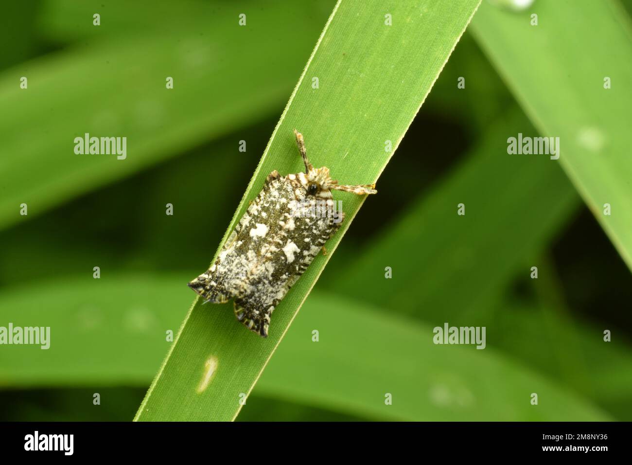Il piccolo planthopper poggia sull'erba. Java, Indonesia. Elasmoceli perforata. Macro Foto Stock