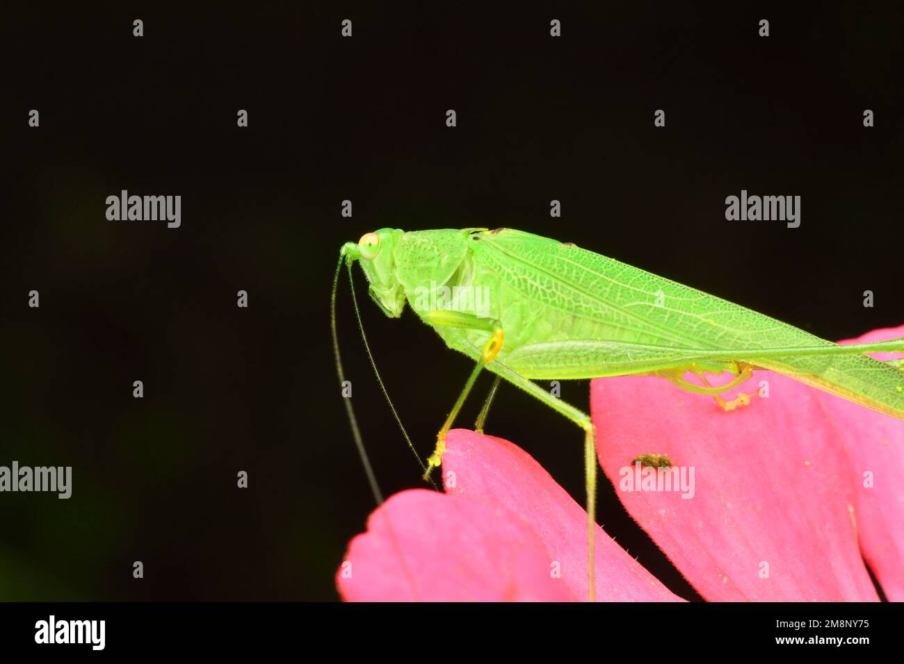 Katydid verde arroccato su fiore rosa Zinnia. Surakarta, Indonesia. Foto Stock
