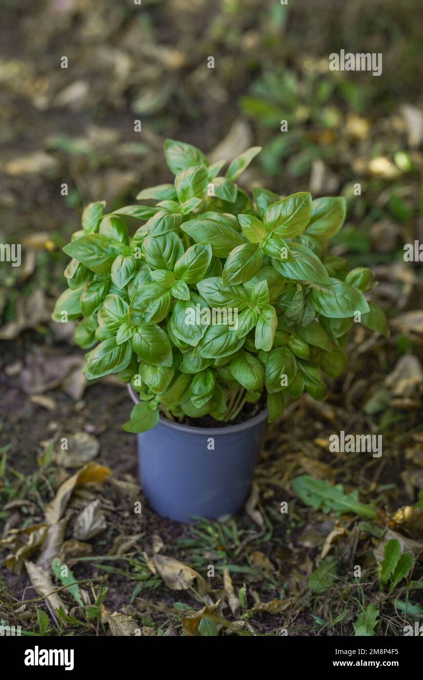 Cibo fresco ecologico sano con le mani nel vostro giardino, una pentola di plastica riciclata con terra e grande basilico Foto Stock