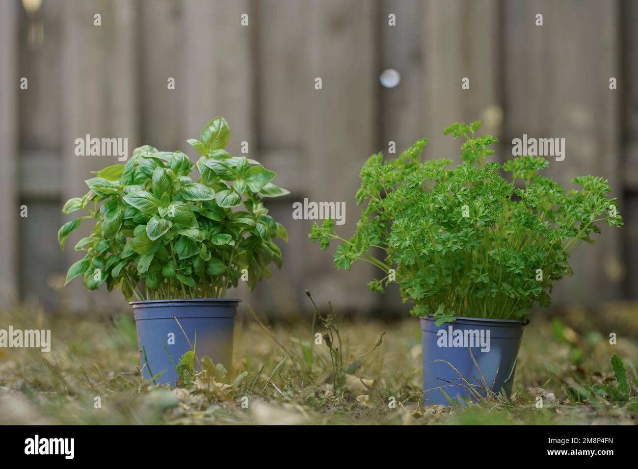 Coltivare un'insalata verde succosa per l'arredamento della casa, utilizzando germogli di verdure e verdure per decorare un appartamento o un giardino Foto Stock