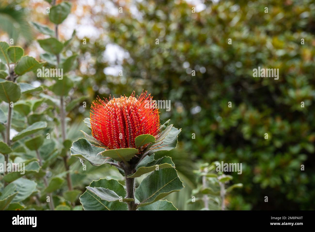 Primo piano di una Scarlet Banksia (Banksia coccinea) dal parco Blandys a Madeira, Portogallo. Foto Stock