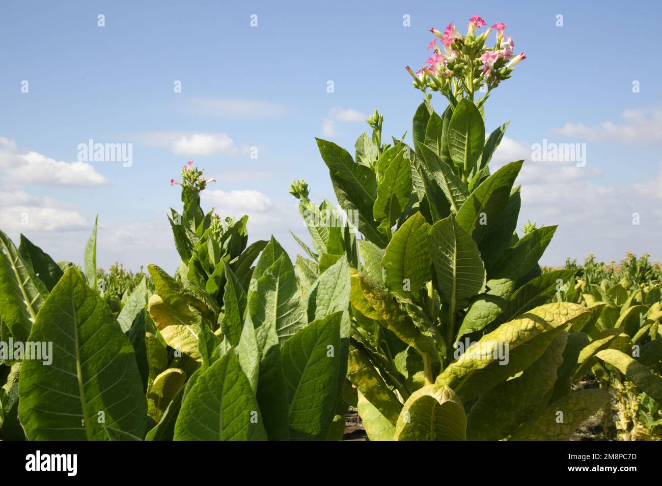 Fiori di piante di tabacco nel campo Foto Stock