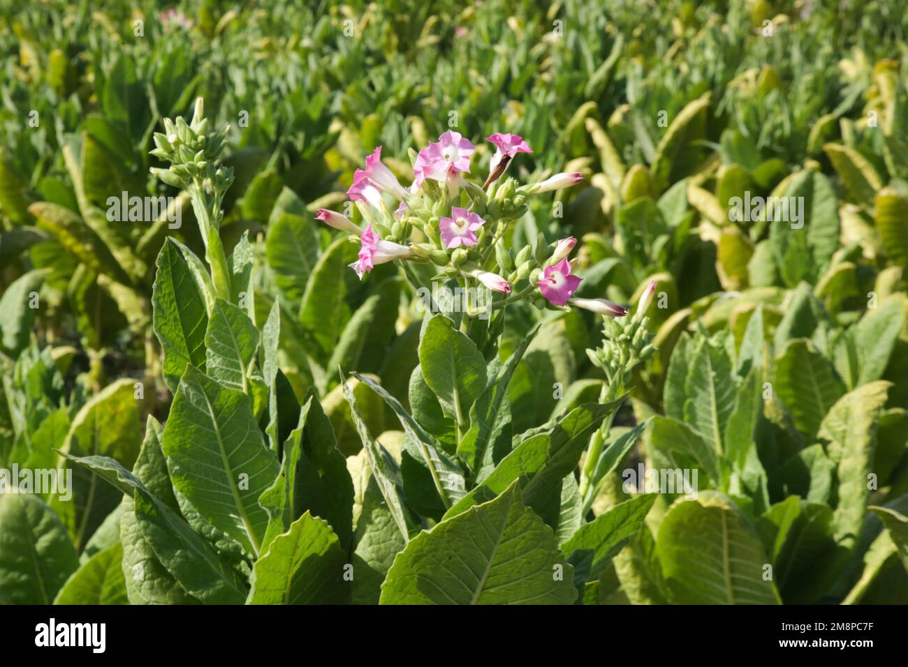 Fiori di piante di tabacco nel campo Foto Stock