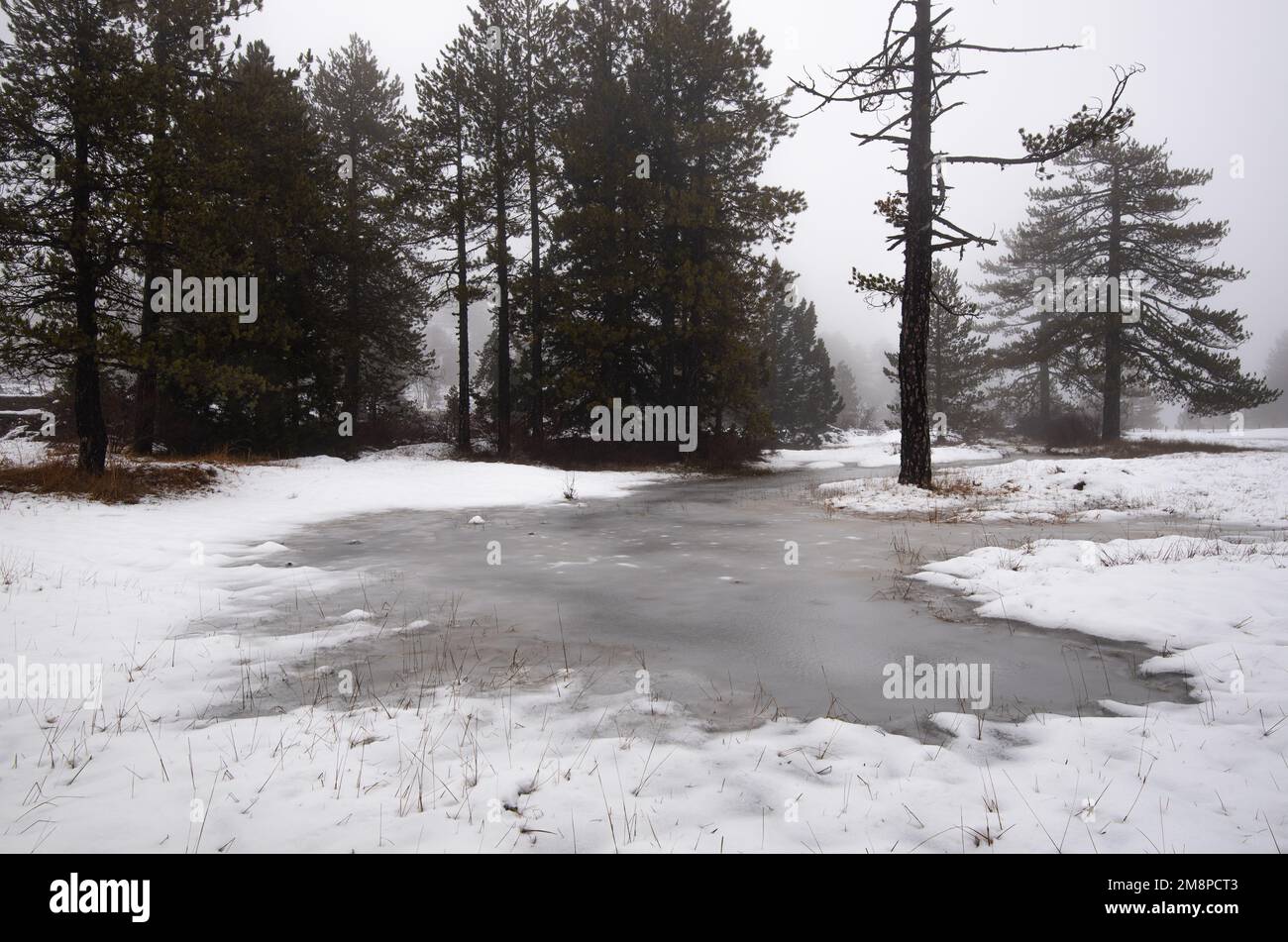 Foresta idilliaco paesaggio invernale con lago ghiacciato e terreno coperto di neve. Tempesta di neve per condizioni meteorologiche estreme. Foto Stock