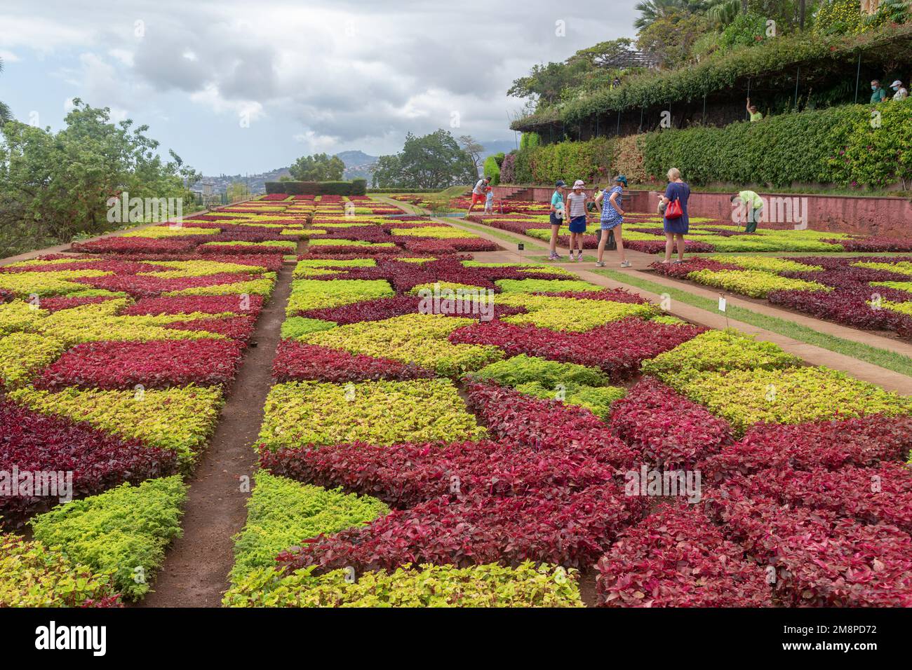 FUNCHAL, PORTOGALLO - 24 AGOSTO 2021: Questo è un tappeto di fiori nel giardino coreografico dei Giardini Botanici. Foto Stock
