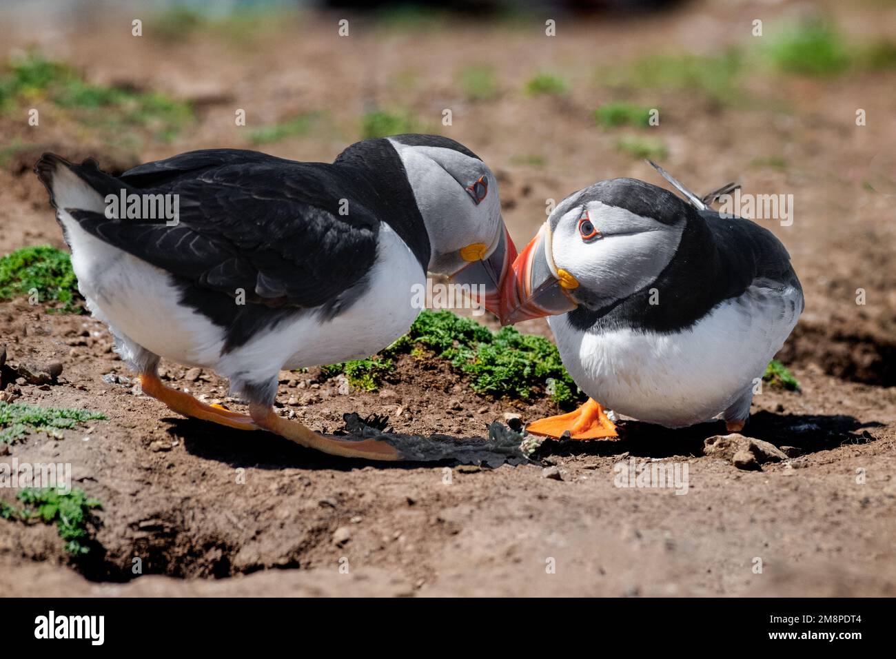 Primo piano di due boccali che toccano i becchi come se si baciassero Foto Stock