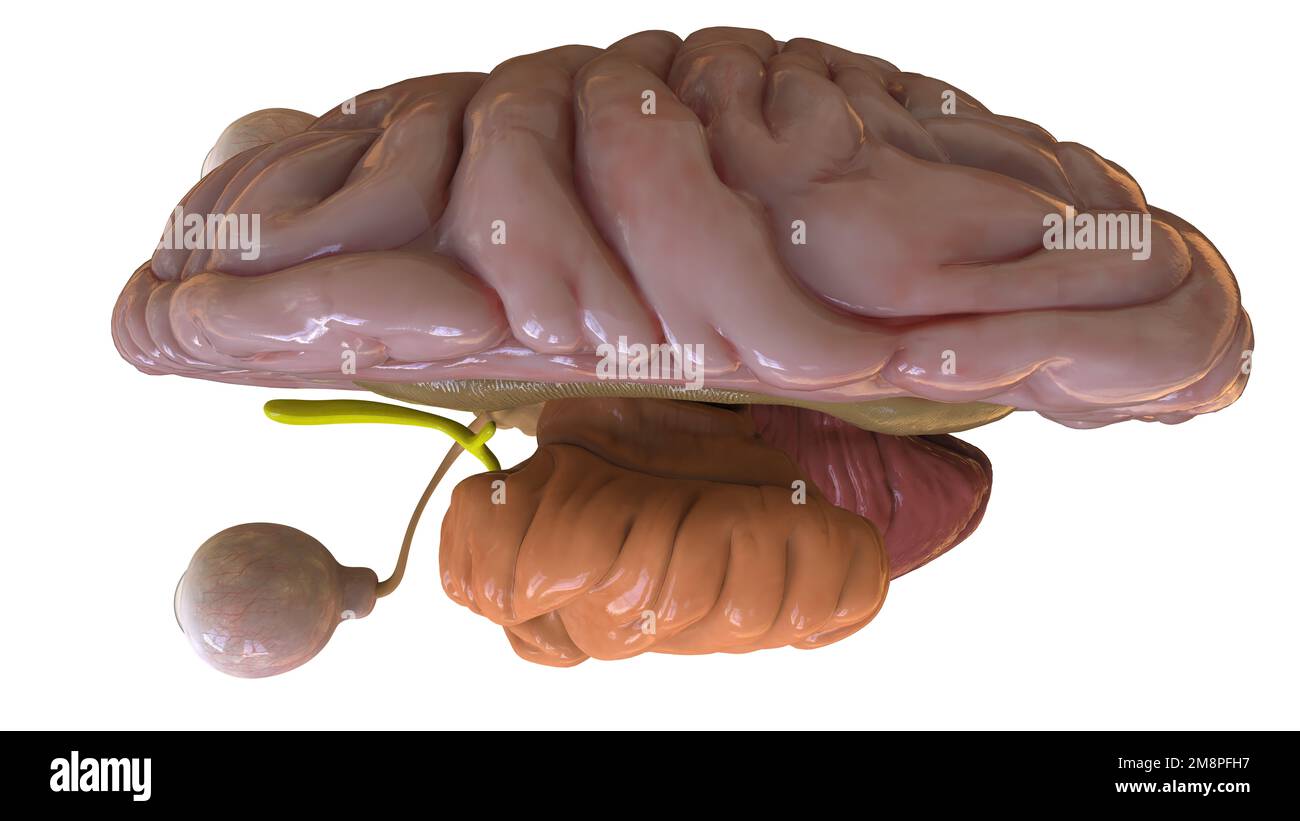 Anatomia cerebrale umana per l'illustrazione del concetto medico 3D Foto Stock