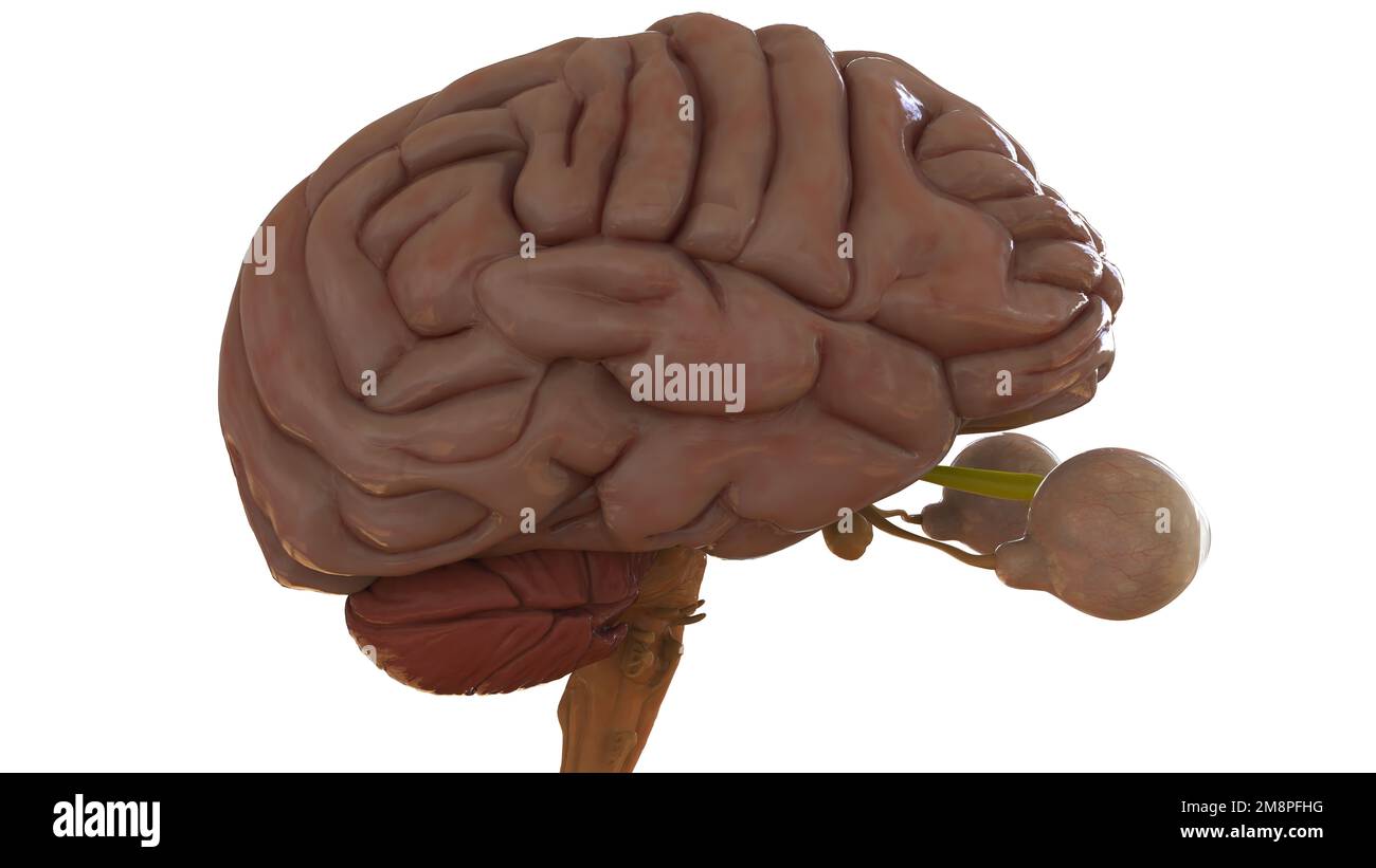 Anatomia cerebrale umana per l'illustrazione del concetto medico 3D Foto Stock