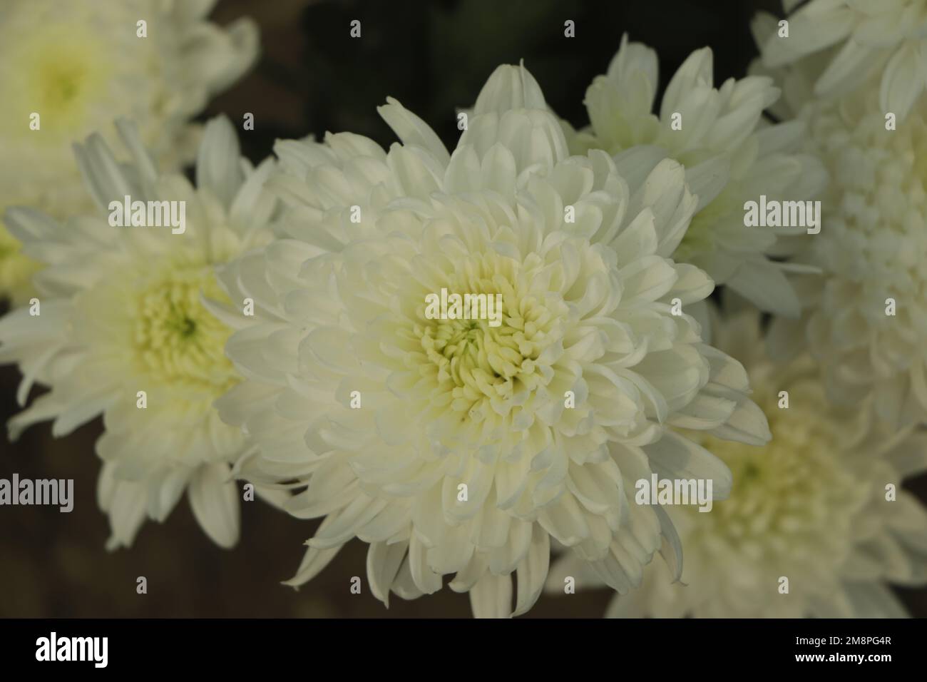 I crisantemi bianchi si chiudono in autunno giorno di sole nel giardino. Fiori autunnali. Testa di fiore Foto Stock