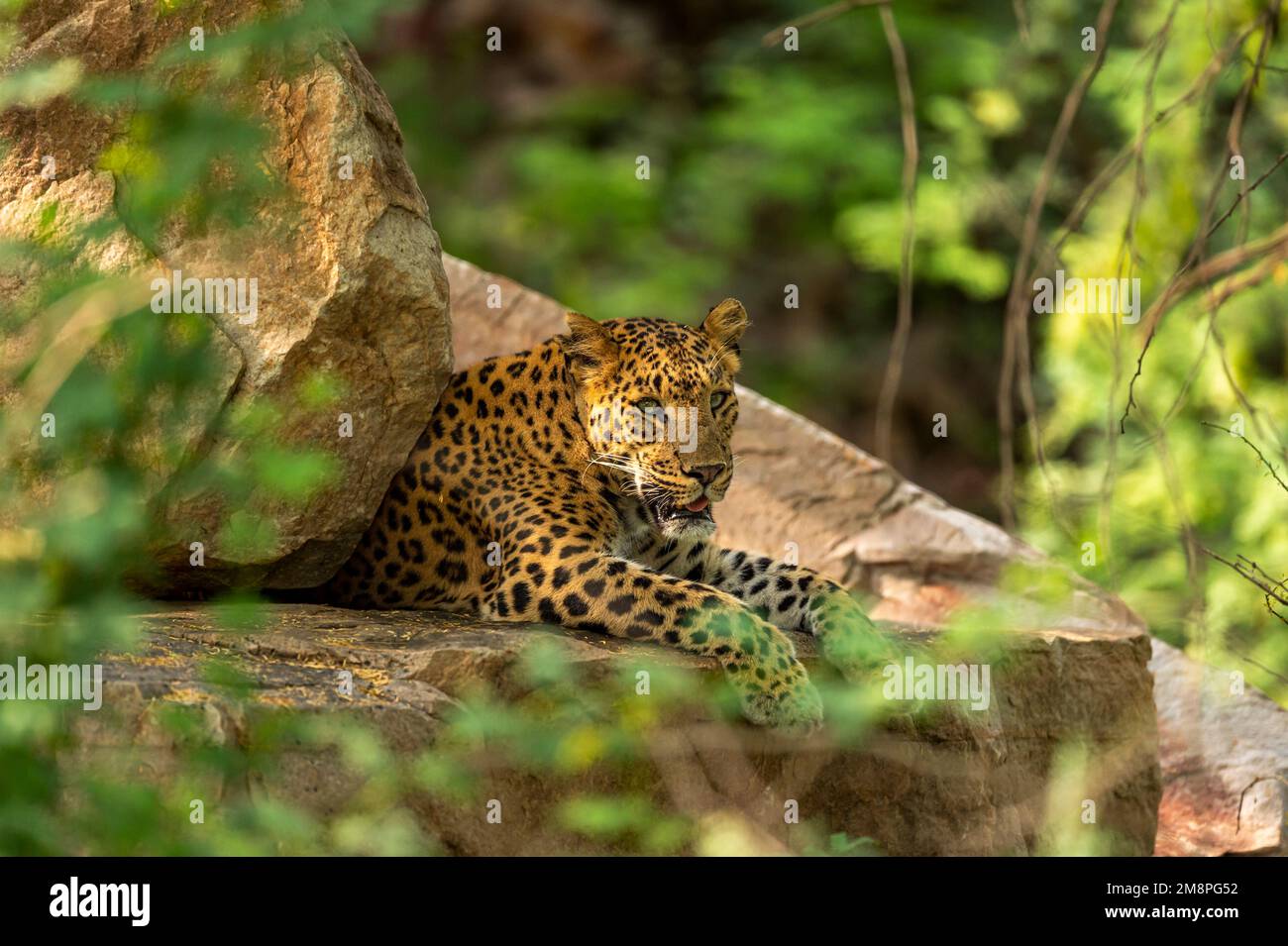 ragazza selvatica leopardo flora o pantera o panthera pardus fusca closeup riposante su grande roccia in fondo naturale monsone verde in safari india Foto Stock