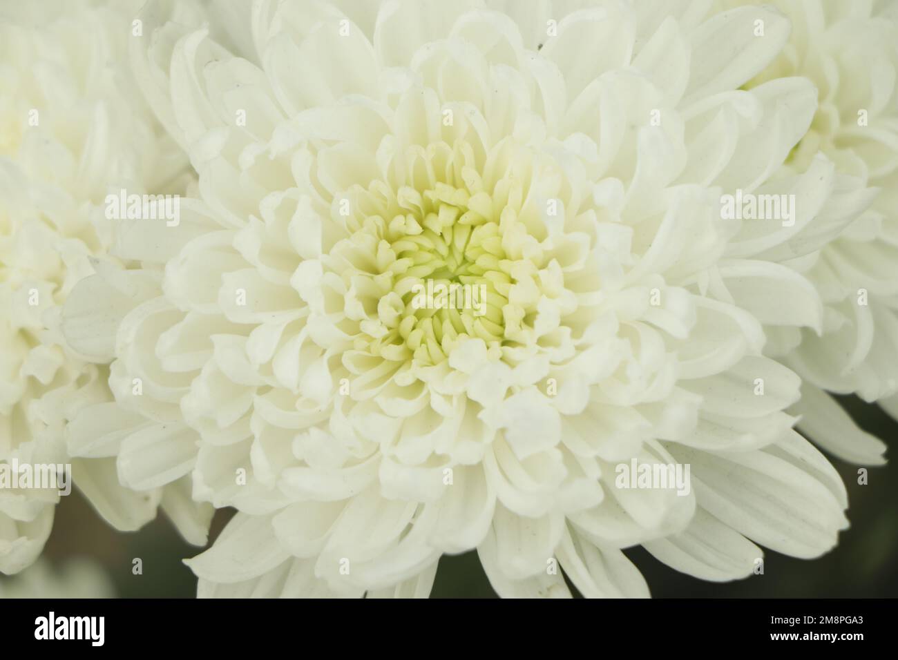 Fiore bianco sfocato, primo piano petalo di fiore bianco Chrysanthemum o fiore bianco Foto Stock
