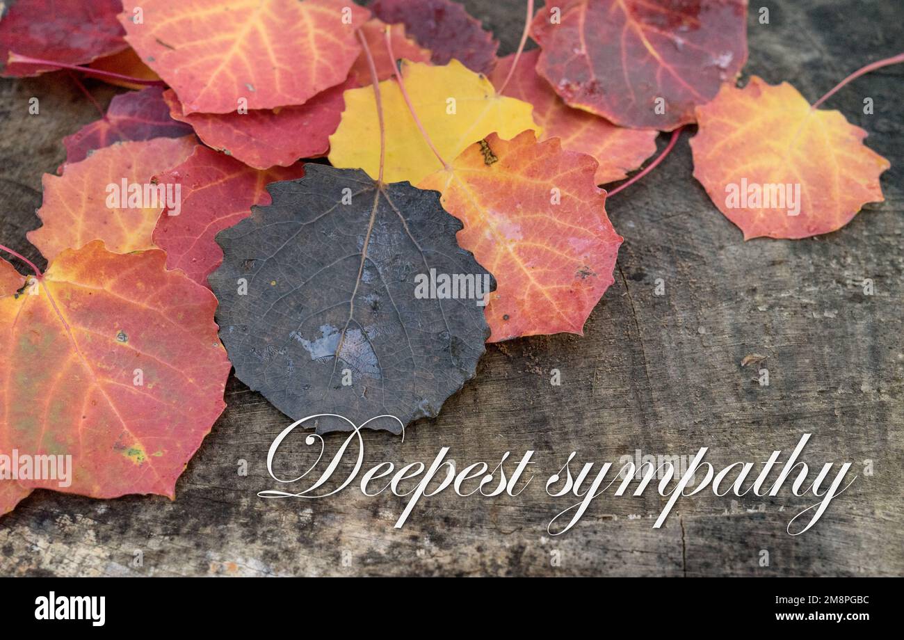 Scheda di lutto con foglie autunnali e testo inglese: Più profonda simpatia Foto Stock