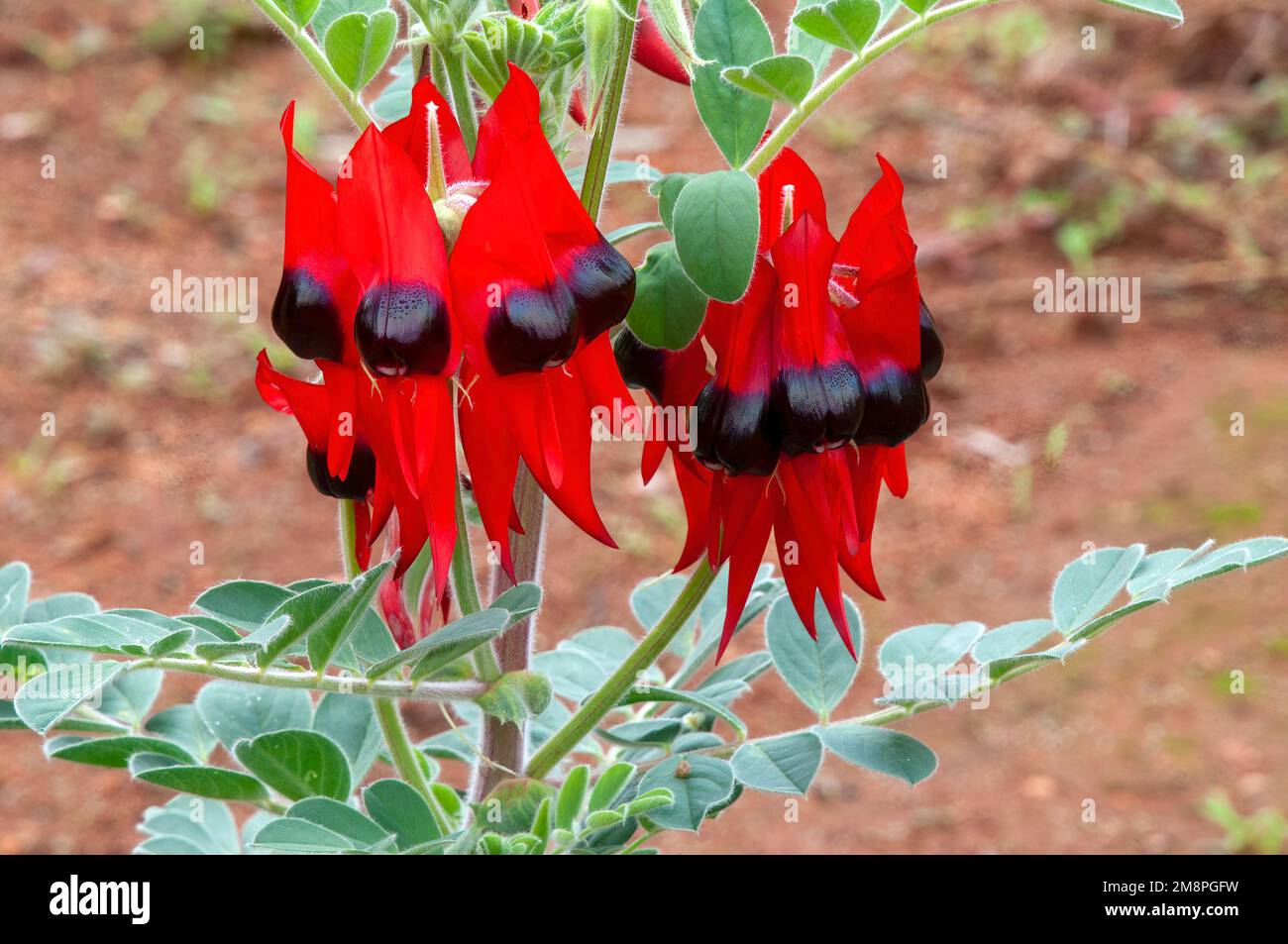 Mourquong Australia, primo piano di un pisello del deserto di sturt in fiore con sfondo sfocato Foto Stock