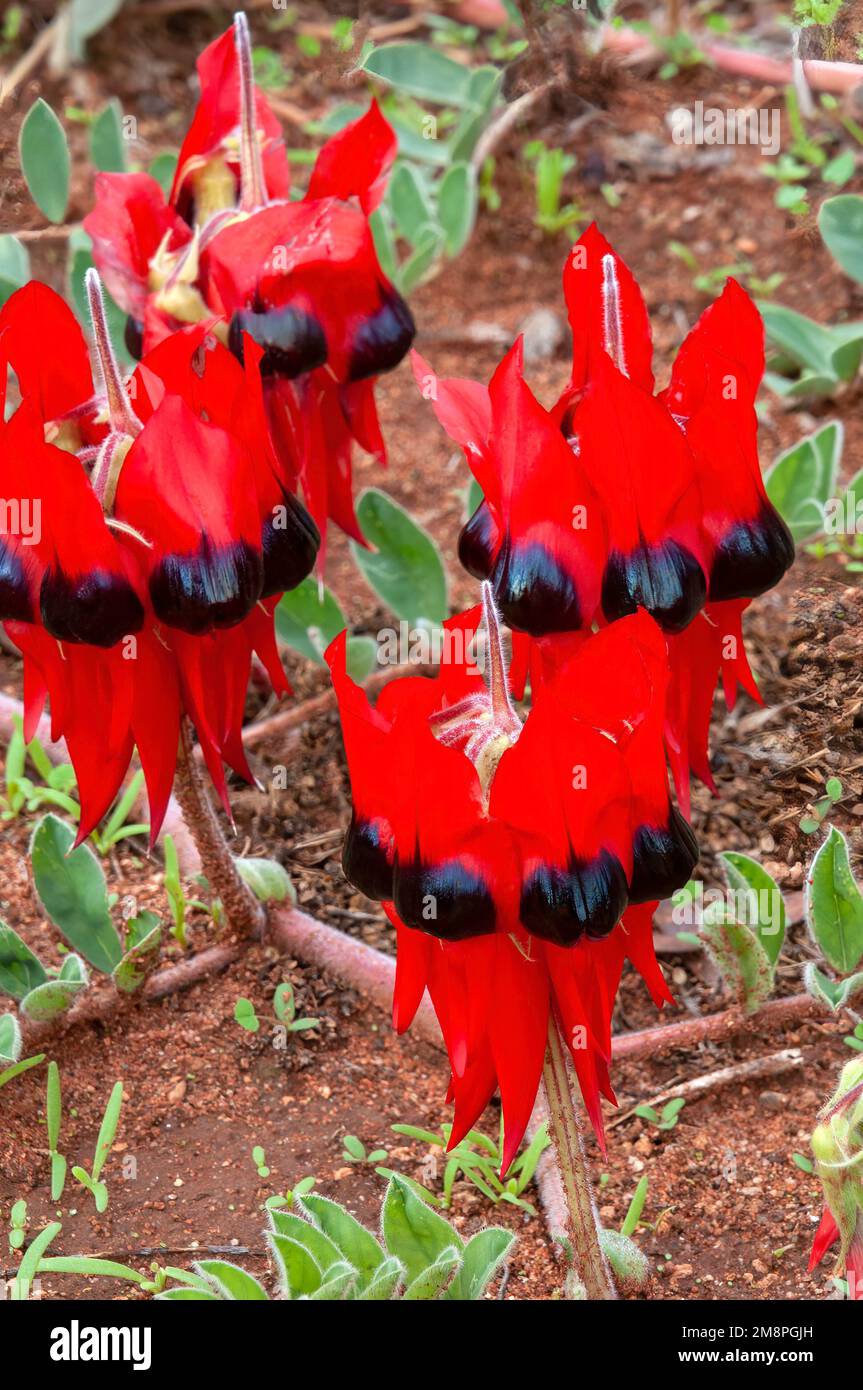 Mourquong Australia, primo piano del pisello del deserto di sturt in fiore Foto Stock