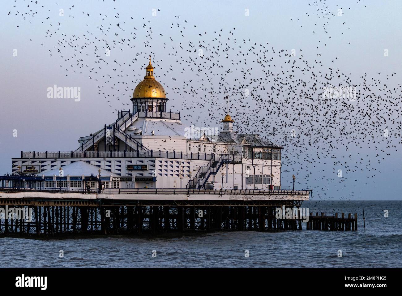 Murmuration of Starlings, sul molo di Eastbourne. Un gran numero di starlings si arrostiscono insieme per la sicurezza in inverno. Foto Stock