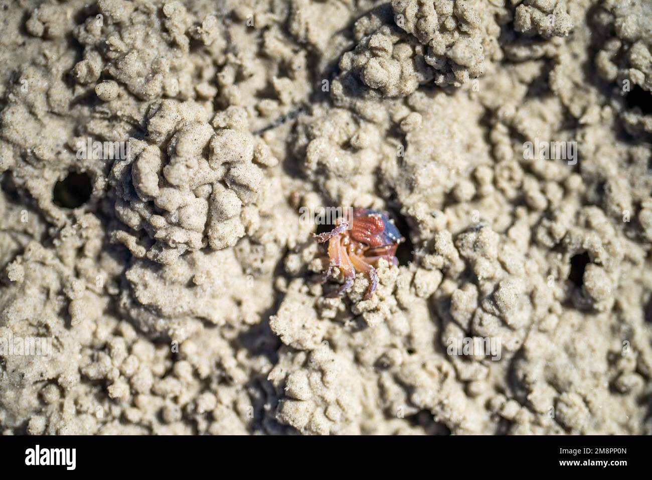 Tasmanian burring Southern Soldier granchio su una spiaggia vicino in australia in estate Foto Stock