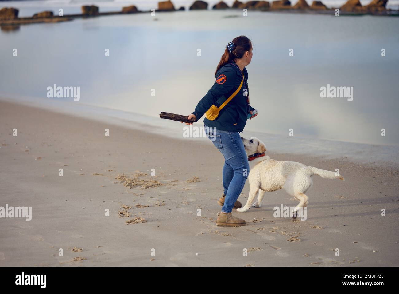 Donna brunetta di mezza età che lancia un pezzo di legno per il suo cane labrador Retriever per recuperare Foto Stock