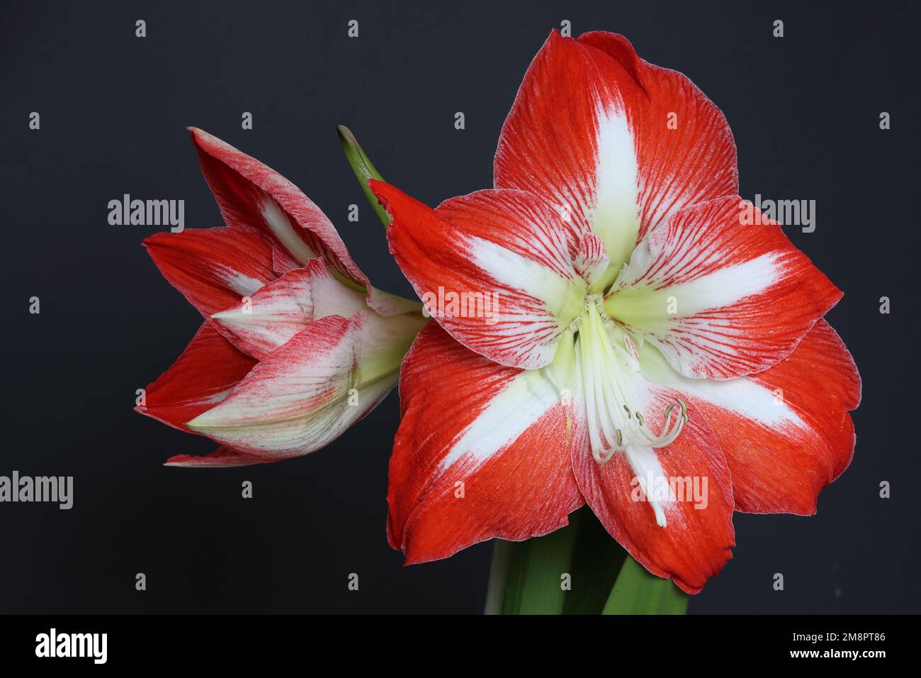 Risultato della messa a fuoco impilamento (da cinque foto) di incredibile fiore grande Hippeastrum (a volte erroneamente chiamato Amaryllis) Foto Stock