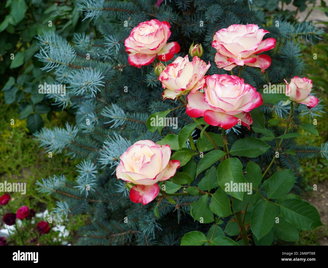 Rose bicolore bianche e rosse di Double Delight cultivar in Hybrid Tea famiglia in giardino Foto Stock