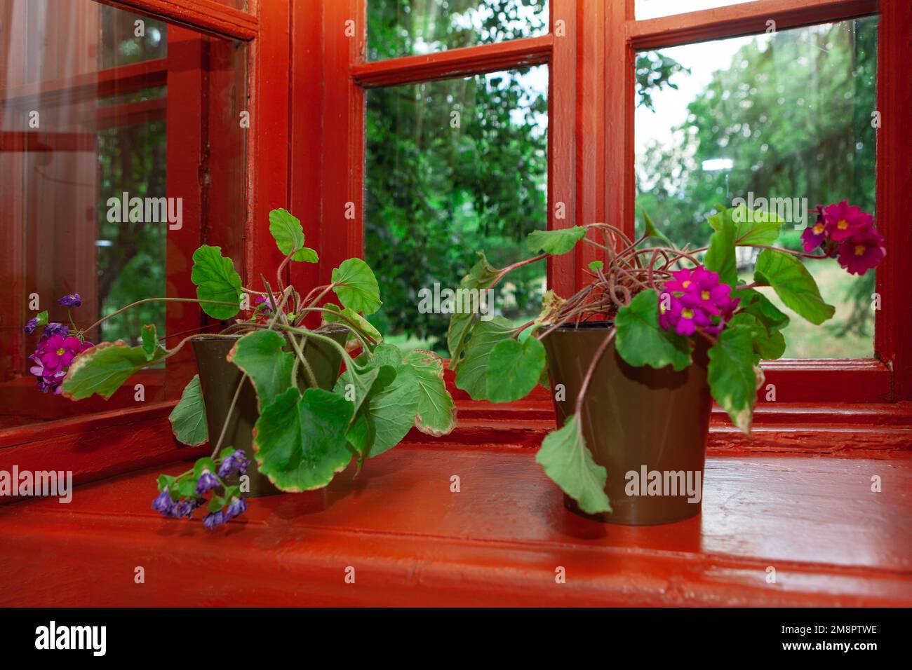 Fiori interni sul davanzale . Visualizza attraverso la finestra Foto Stock