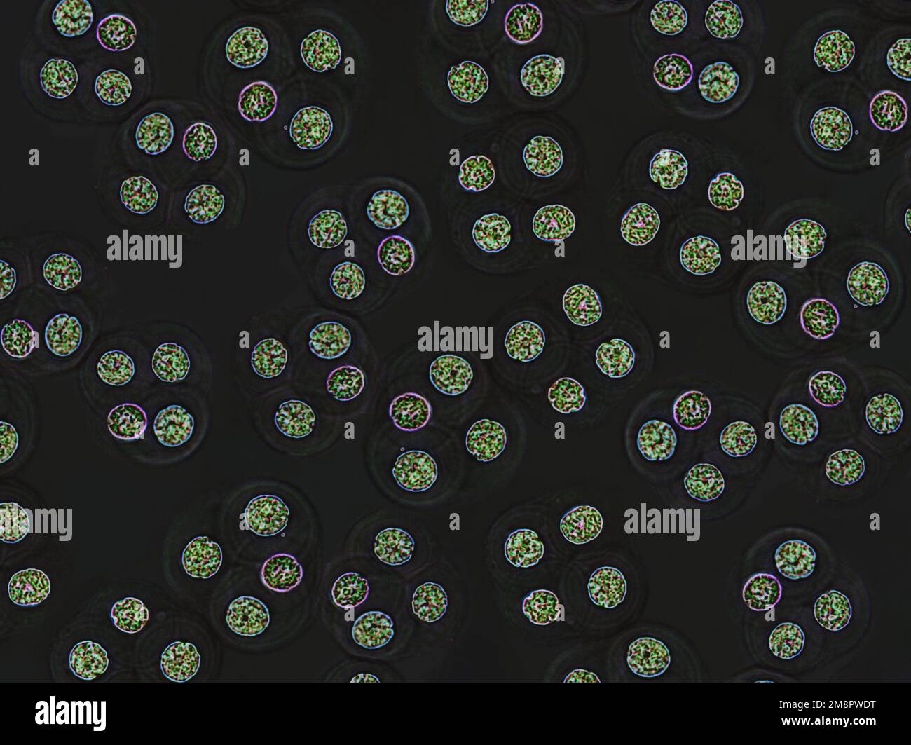 Cellule verdi, particelle microscopiche. Molecole, cellula molecolare. Primo piano di un organismo mirco, scienza ed elemento medico, sfondo scuro Foto Stock
