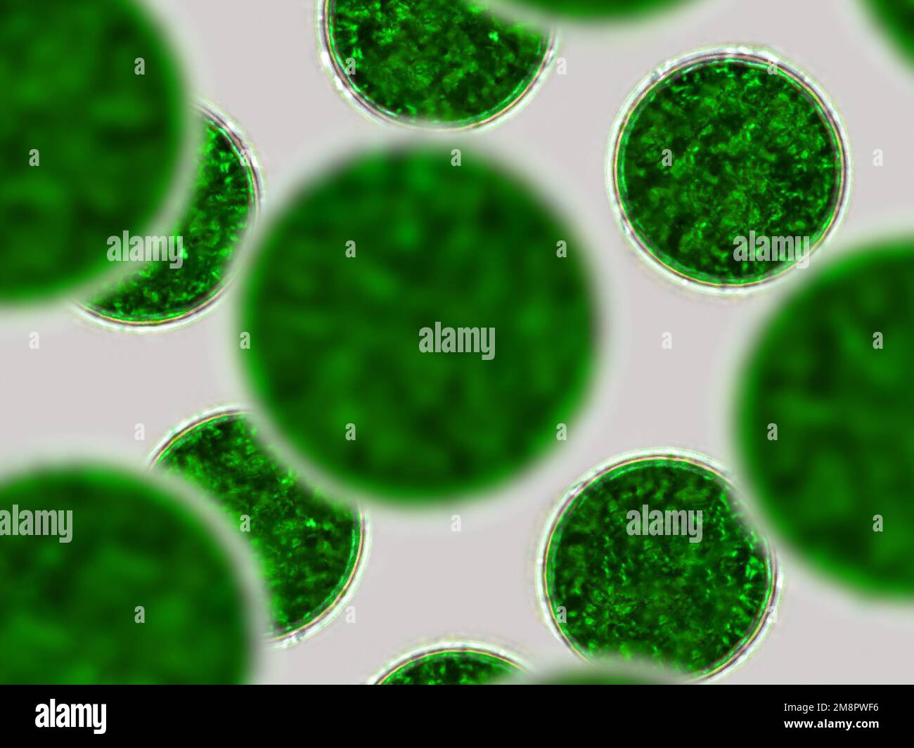 Cellule verdi, particelle microscopiche. Molecole, cellula molecolare. Primo piano di un organismo mirco, scienza ed elemento medico Foto Stock