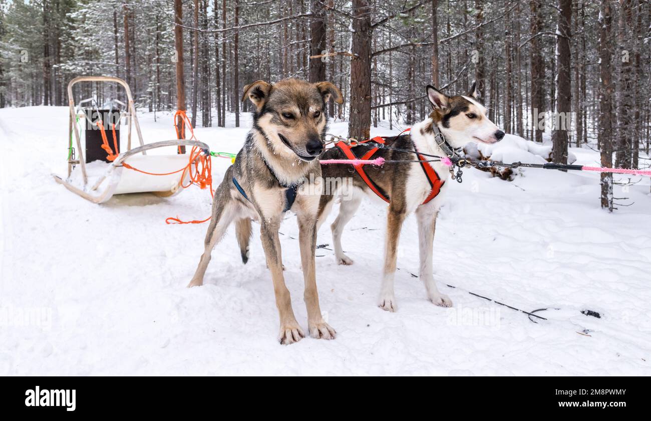 Slitte trainate da cani nella neve. Foto Stock