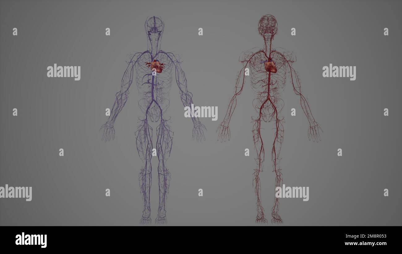 Sistema cardiovascolare venoso e arterioso umano Foto Stock