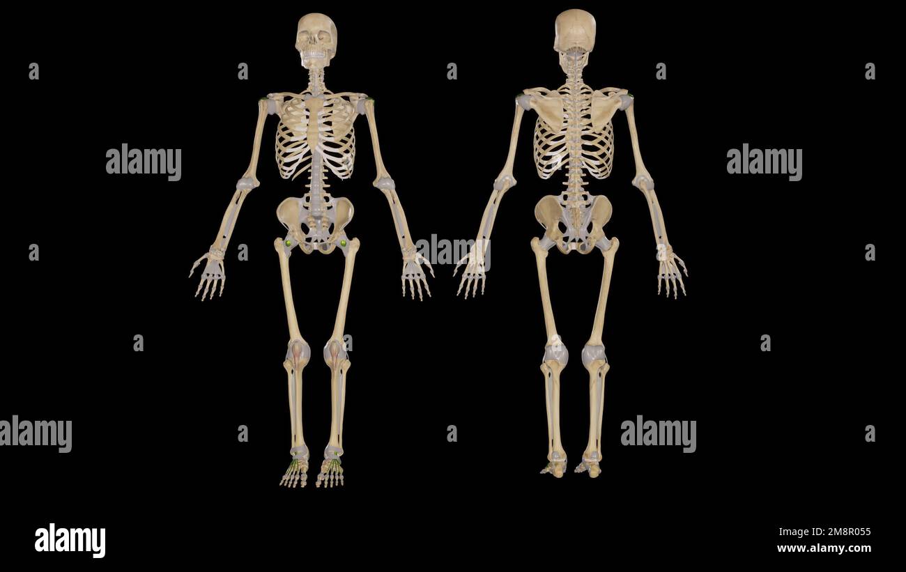 Vista anteriore e posteriore delle articolazioni del corpo umano,rappresentazione 3D Foto Stock