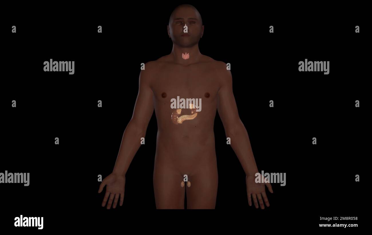 Vista anteriore del sistema endocrino maschile, rappresentazione 3D Foto Stock