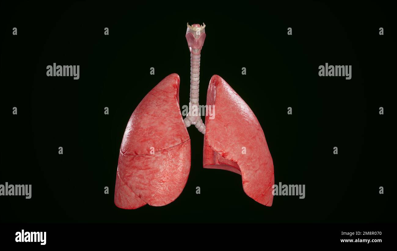 Polmoni umani e trachea isolati,3D rendering Foto Stock