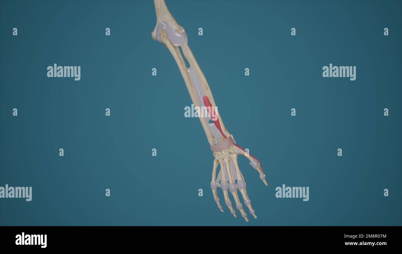Estensore Pollicis Brevis Foto Stock