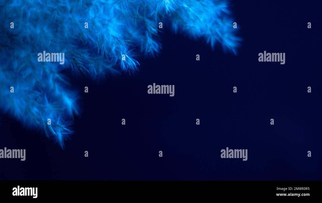 Pampas erba blu su sfondo nero. Gelo, freddo, tenerezza. blu, blu. Foto Stock
