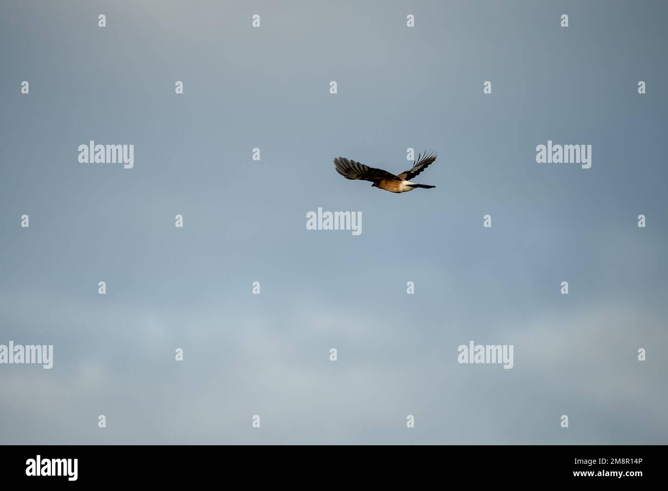 A Jay (Garrulus glandarius) in volo, cielo blu chiaro autunno, Wiltshire UK Foto Stock